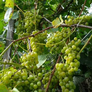 Виноград Московский устойчивый плодовый
Виноград Московский устойчивый плодовый