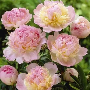 Пион Расбери Сандей
Пион Расбери Сандей