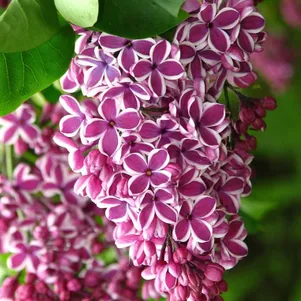 Сирень Сенсация
Сирень Сенсация