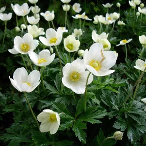 Анемона (Ветреница) лесная
Анемона (Ветреница) лесная