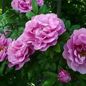 Роза Васагейминг канадская парковая (лиц)
Роза Васагейминг канадская парковая (лиц)