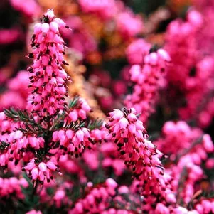 Эрика Крамерс Рот
Эрика Крамерс Рот