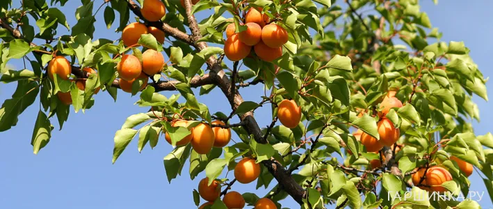 Подвои для абрикоса: виды, особенности и правильный выбор для сада