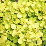 Спешиал Голд-2