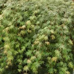 Эмеральд Лейс-2