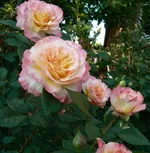 Роза Акварель чайно-гибридная, Тантау-2