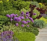 Амбассадор-4