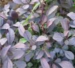 Сильвер Майлс-3