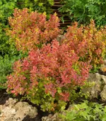 Оранж Рокет-4