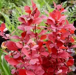 Оранж Рокет-2