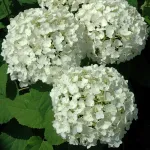 Гортензия древовидная Анабель-4