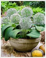 Айвори Квин-4