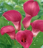 Калла Капитан Романс-2