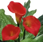 Калла Ред Сокс-2