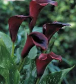 Калла Шварцвальдер-3