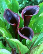 Калла Шварцвальдер-2