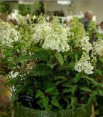 Канделайт-2