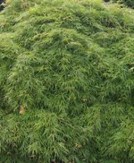 Эмеральд Лейс-4