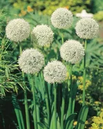 Маунт Эверест-2