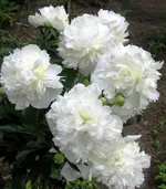 Пион Дюшес де Немур-2