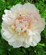 Пион Зюс Браун-2