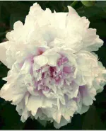 Пион Зюс Браун-3