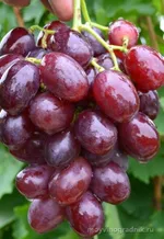 Покровский-1