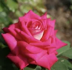 Роза Акапелла чайно-гибридная, Топалович-1