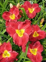 Силоам Пол Ваттс-2