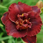 Бургунди Лав-1