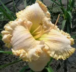 Энчентед Форест-2