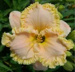 Энчентед Форест-3