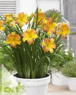 Эври Дэйлили Панч Еллоу-2