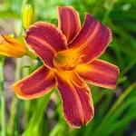 Лилейник Эври Дэйлили Ред Рибс-1