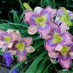 Милдред Митчел-4