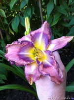 Милдред Митчел-3