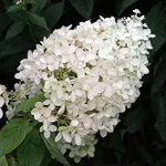 Гортензия метельчатая Бомбшелл-2