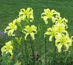 Хэвенли Флайт оф Эйнджелс-2