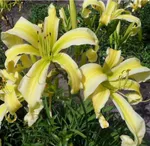 Хэвенли Флайт оф Эйнджелс-3