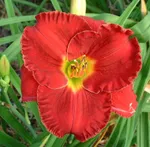 Силоам Пол Ваттс-1