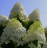 Саммер Сноу-1