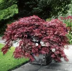 Атропурпуреум-1