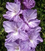 Адмирал Ушаков-1