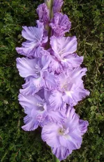 Адмирал Ушаков-2