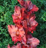 Агатовые Бусы-1