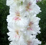 Апостол Петр-2