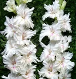 Апостол Петр-1