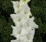 Балет на льду-1