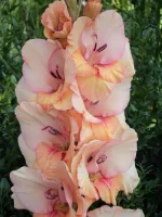 Бальзам Любви-1