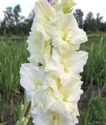 Белый Медведь Супергигант-1